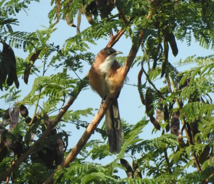White-throated Babbler, Mandalay, Myanmar