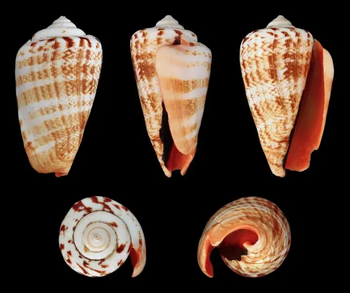 Strawberry Conch, Length 5.8 cm; Originating from the Philippines; Shell of own collection, therefore not geocoded. Dorsal, lateral (right side), ventral, back, and front view.