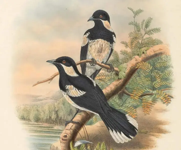 Piezorhynchus browni = Symposiachrus browni - The birds of New Guinea and the adjacent Papuan islands&#160;: including many new species recently discovered in Australia. v.2 (Plate 45).