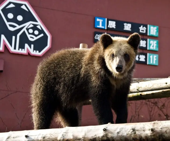 Ezo Brown Bear, Noboribetsu bear park. Noboribetsu, Hokkaido, Japan.