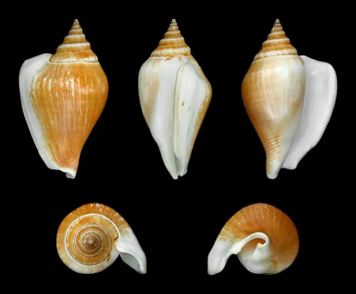 Dog Conch; Length 5.5 cm; Originating from the West-Pacific; Shell of own collection, therefore not geocoded. Dorsal, lateral (right side), ventral, back, and front view.