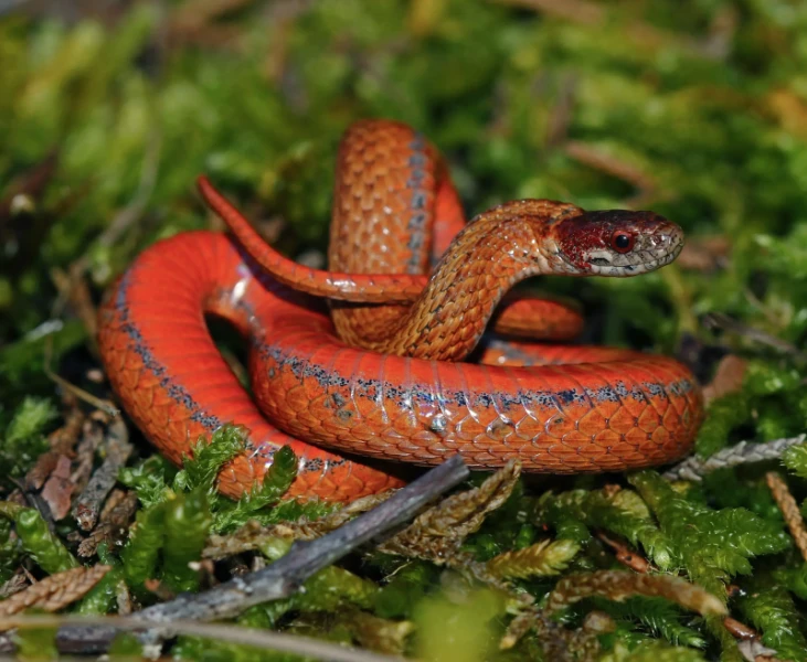 March 29th, 2020
High of 68 degrees Fahrenheit
64 degrees Fahrenheit at capture
This small snake was flipped under a small, chunky rock on a microglade surrounded by deciduous forest. The day was mostly sunny but windy. Previous days surpassed 70 degrees,
