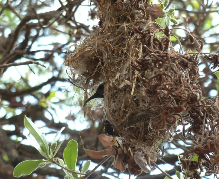Female amethyst sunbird in nest, suspended from lower branches of a Terminalia sericea tree, unlike other local sunbird species. The hood over the entrance, rounded base and general pear-shape of the nest is typical. Built by the female only, and often pl