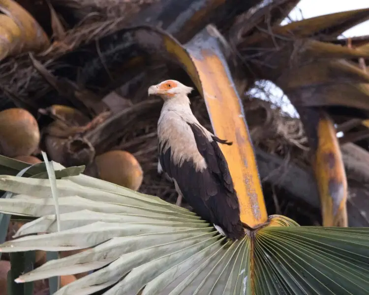 Palmnut vulture Facts, Diet, Habitat & Pictures on Animalia.bio