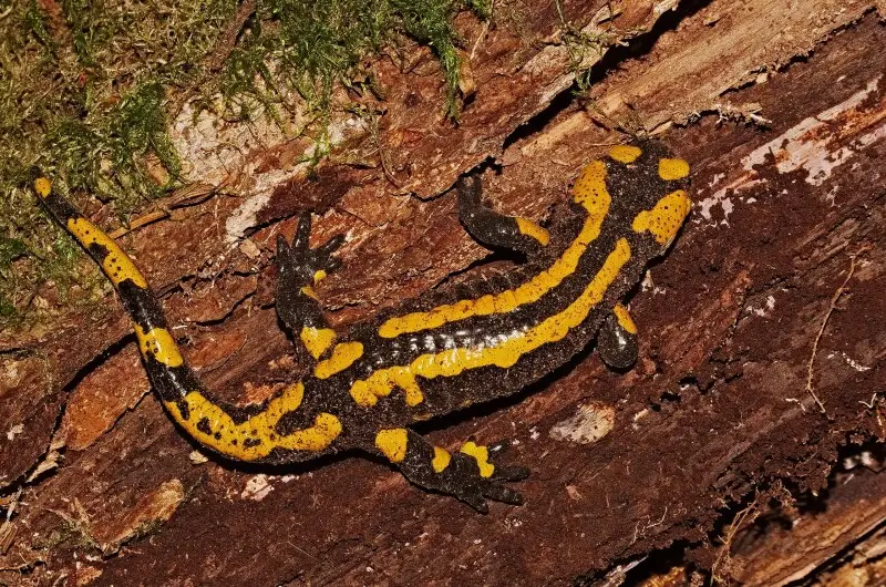 Fire salamander Facts, Diet, Habitat & Pictures on Animalia.bio