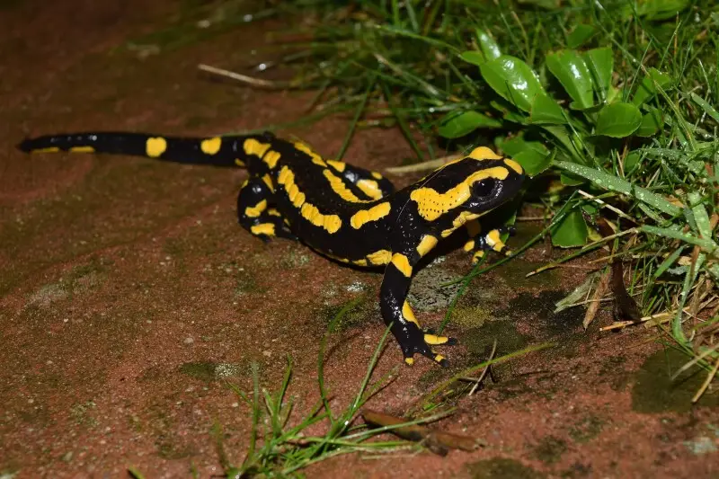 Fire salamander Facts, Diet, Habitat & Pictures on Animalia.bio