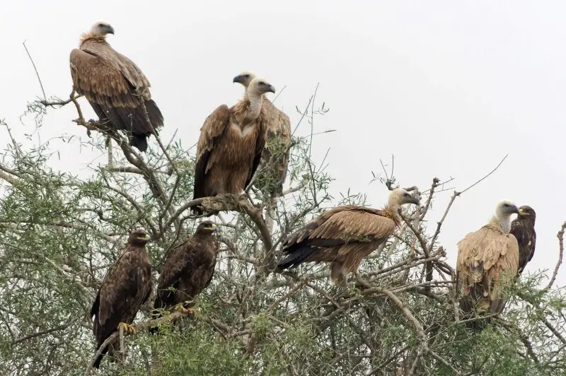 Datos de Águila esteparia, dieta, hábitat e imágenes en 