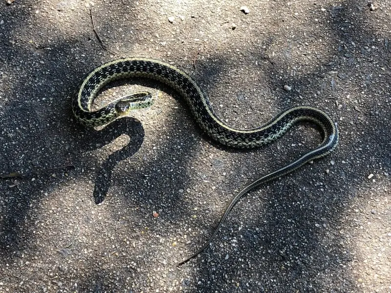 Common Garter Snake - Facts, Diet, Habitat & Pictures On Animalia.bio