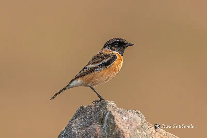 I sighted two of these species today, this male and a female. Both of them were 2 km apart from each other. And were alone with no other (species) birds around them. 

Thanks in advance for your views and comments. Much appreciated.