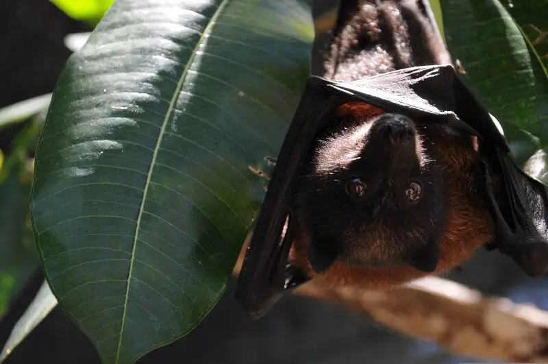 A Mariana fruit bat named Babydoll hangs from a tree at the Guam National Wildlife Refuge in Guam May 20, 2013. The Mariana fruit bat is currently listed as a threatened species.