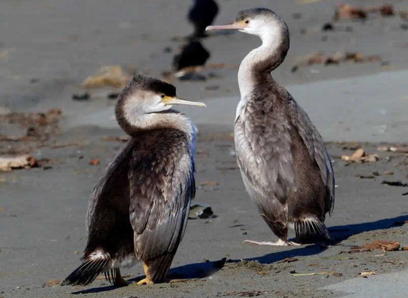 Pied shags mainly inhabit coastal habitats about much of New Zealand. Adults have the crown, back of the neck, mantle, rump, wings, thighs and tail black, although on close inspection the upper wing coverts are grey-black with a thin black border. The fac