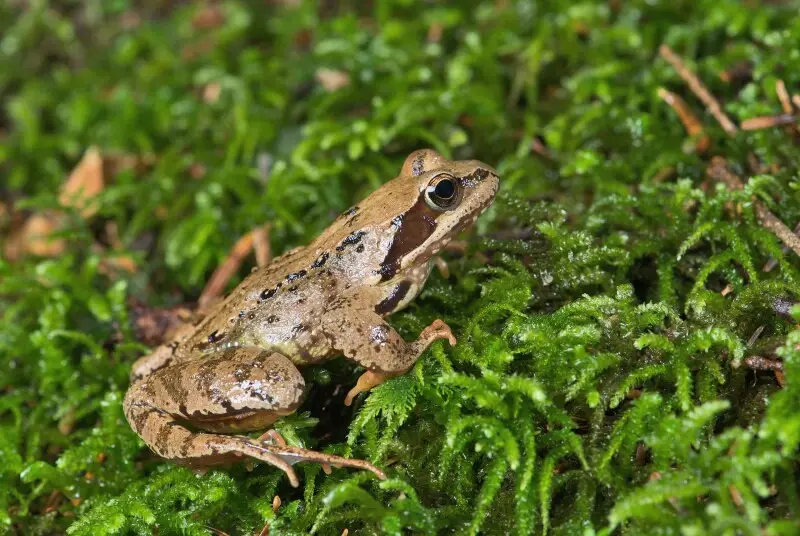 Common frog - Facts, Diet, Habitat & Pictures on Animalia.bio