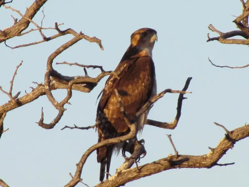 An African Hawk-eagle