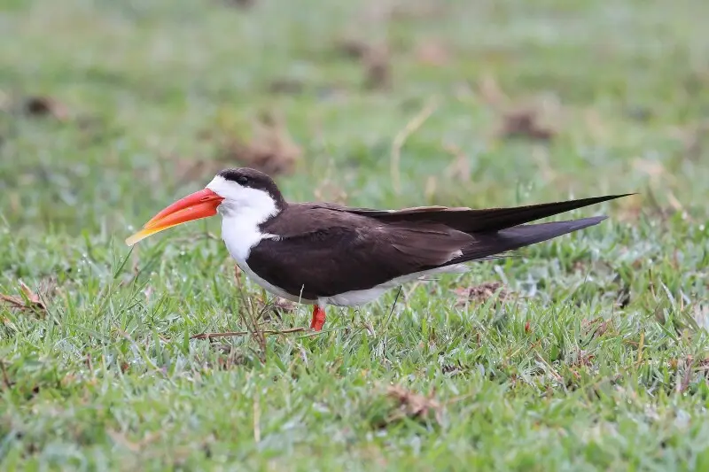 African skimmer Facts, Diet, Habitat & Pictures on Animalia.bio