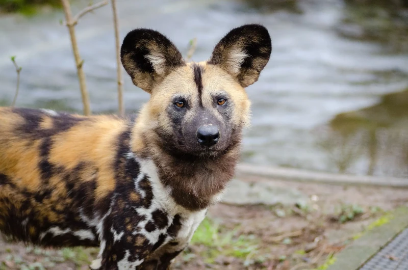 Somali wild dog