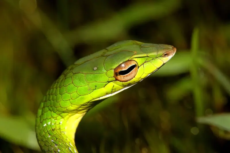 Reptiles from India