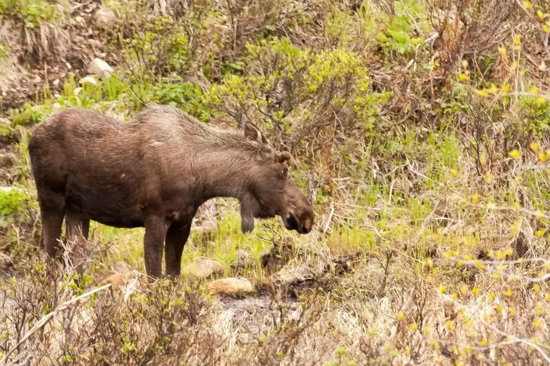 The Alaska moose (Alces alces gigas), or Alaskan moose in Alaska, or giant moose and Yukon moose in Canada, is a subspecies of moose that ranges from Alaska to western Yukon. The Alaska moose is the largest North American subspecies of moose.