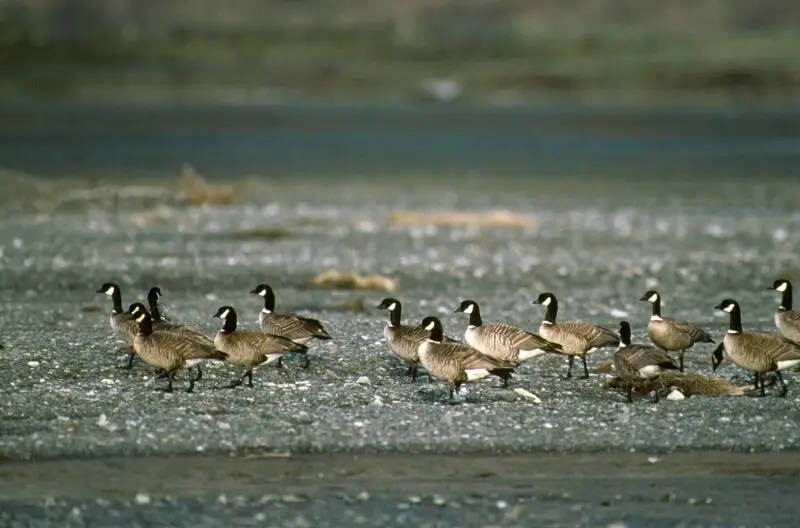 A group of Aleutian Cackling Geese photographed on Kodiak Island.