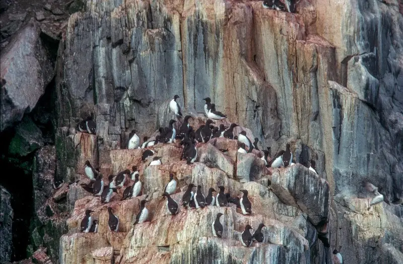 Spitsbergen, Alkefjellet