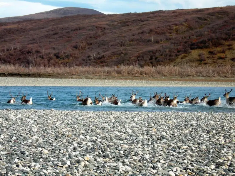 Always moving as a group, this herd of caribou take the plunge and swim across the Noatak River, heading south for the winter. Does it seem like they don't want to get their tails wet?

Caribou swim across a river