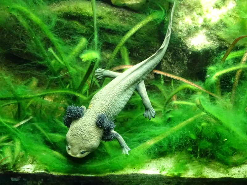 Lake Patzcuaro salamander