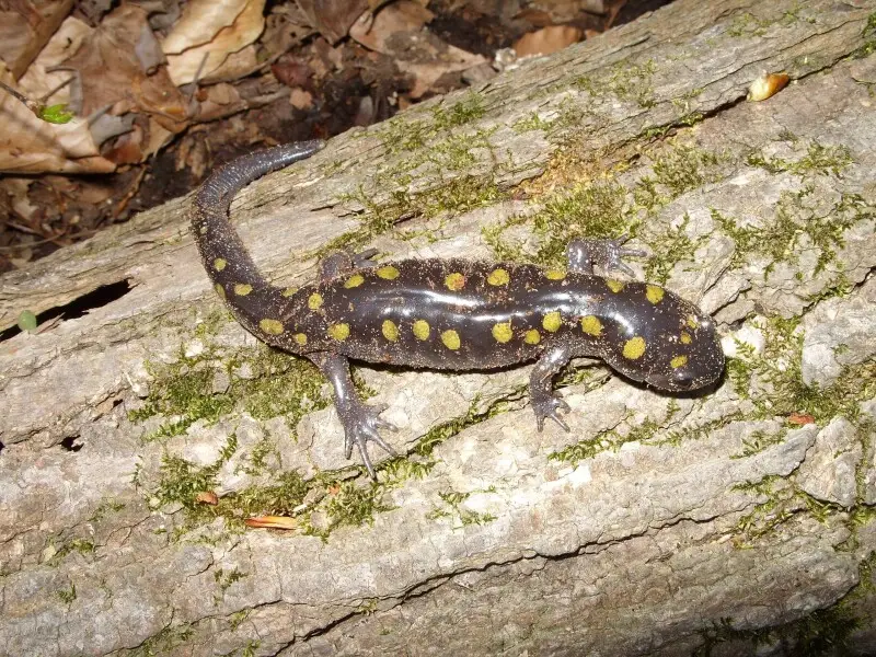 spotted salamander, Ambystoma maculatum.

SERC, Contee Farm Trail, Edgewater, Anne Arundel County, MD - 04/27/13. Photo by Robert Aguilar, Smithsonian Environmental Research Center.