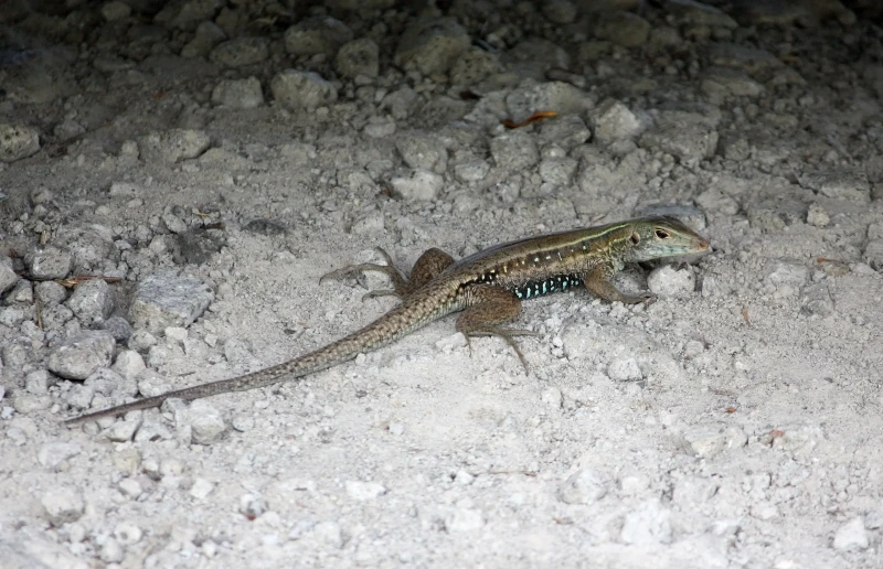 Dominican ground lizard