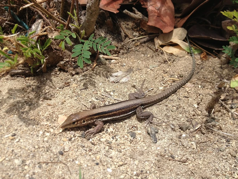 Saint Croix ground lizard