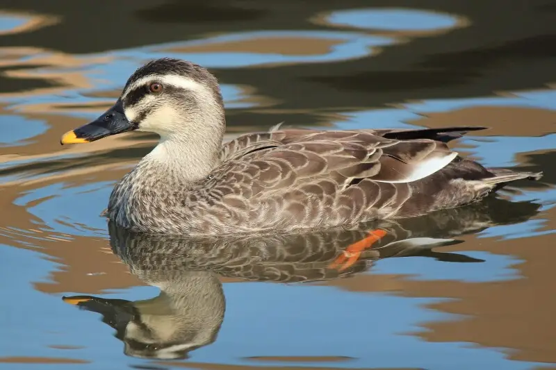 Anas zonorhyncha (Spot-billed Duck), swimming in the pond in Japan.
