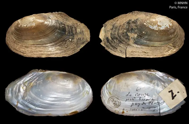 PRESERVED_SPECIMEN; Anodonta issiodurensis Locard, 1890; Type status: 	HOLOTYPE; Identified by:	N/A; Individual count:	N/A; Event date: 	N/A