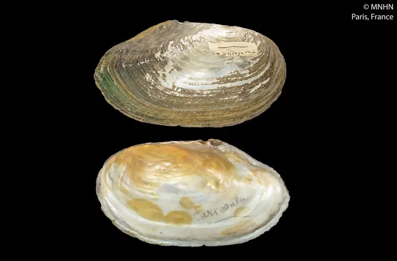 PRESERVED_SPECIMEN; Anodonta cariosula Locard, 1890; Type status: SYNTYPE; Identified by: N/A; Individual count: 1; Event date: N/A