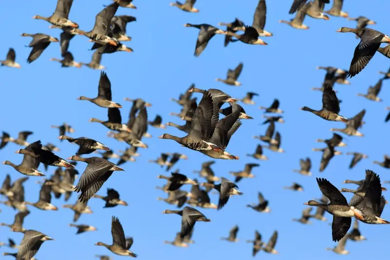 A flock of greater white-fronted geese (Anser albifrons) at the Llano Seco Unit of the Sacramento National Wildlife Refuge south of Chico, Butte County, California