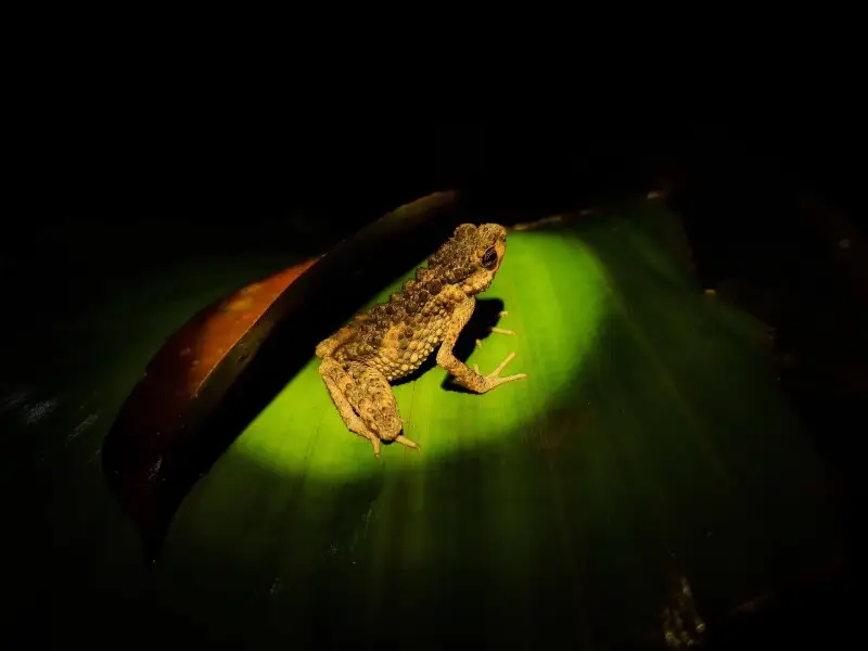 Ciri khas yang katak ini miliki ialah tuberkel yang sangat kasar dan memiliki ujung yang runcing pada bagian punggungnya. Katak ini bisa ditemukan diatas bebatuan atau dedaunan ditepian sungai. Katak ini merupakan katak endemik Pulau Kalimantan.