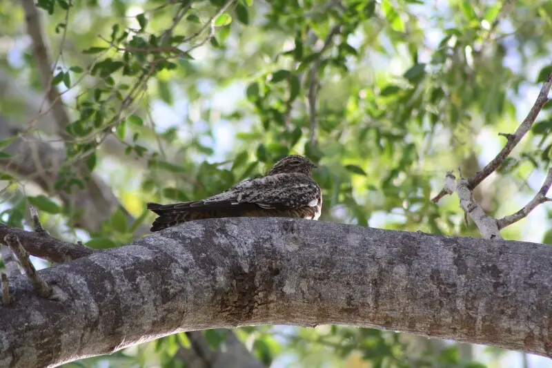 Antillean Nighthawk (Chordeiles gundlachii); napping in tree in Cabo Rojo National Wildlife Refuge, Puerto Rico