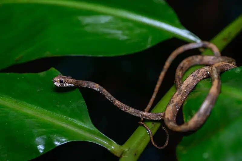 Aplopeltura boa, Blunt-headed tree snake - Khao Sok National Park.
Photo by Thai National Parks, https://www.thainationalparks.com/khao-sok-national-park.