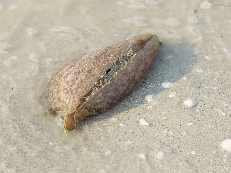 Mottled sea hare stranded on a beach at Sanibel Island in Lee County, Florida, U.S.A.