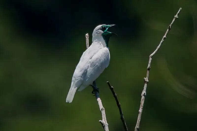 Bare-throated Bellbird (Procnias nudicollis) is the symbol bird of the state of Santa Catarina. Also it was chosen like bird symbol of the country Uruguay.