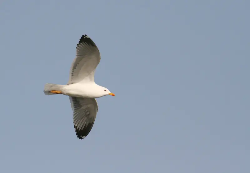 Armenian Gull in flight, near Sevan lake
