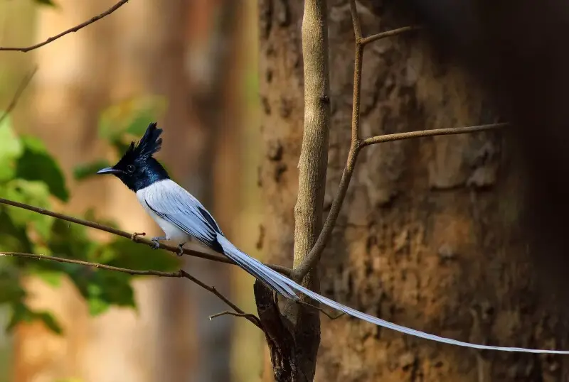 Asian Paradise flycatcher Male- White beauty