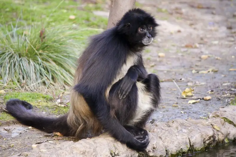 White-bellied spider monkey (Ateles belzebuth) in Buenos Aires Zoo, Argentina.