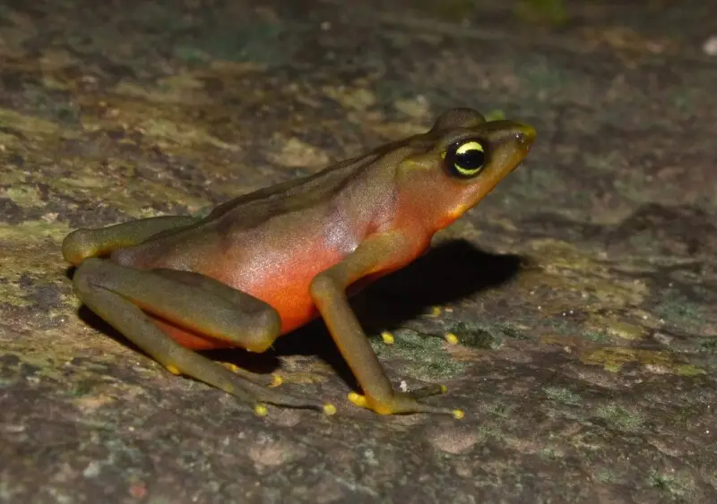 Female limosa harlequin frog (Atelopus limosus) looking for a mate, Panama.