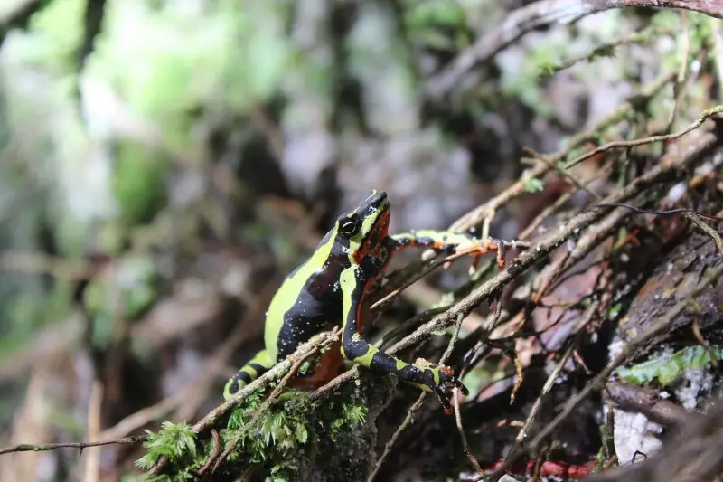 These harlequin frogs, listed critically endangered by IUCN, were fairly abundant on a path in the A.C.R. Cordillera Escalera during the day. Since they only live around the upper r?o Huallaga valley, where many suitable habitats have been destroyed, thes