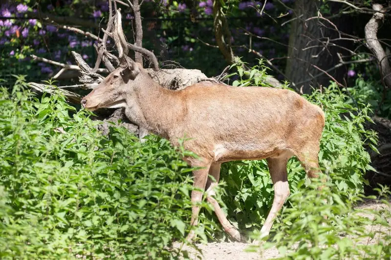 Atlashirsche im Tierpark Berlin