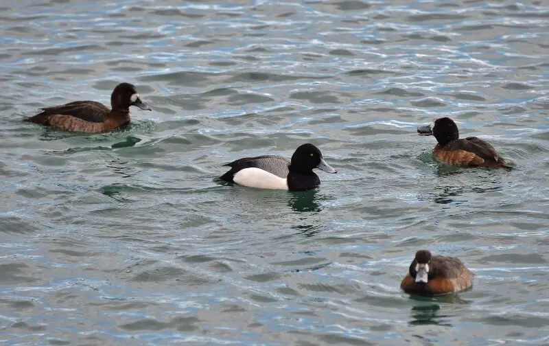 Lesser scaup Facts, Diet, Habitat & Pictures on Animalia.bio