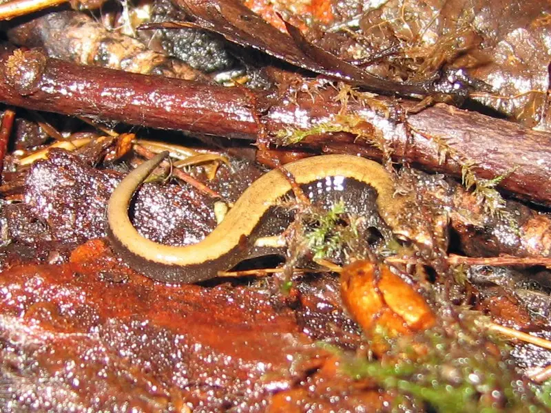 Baby Western Red-backed Salamander, Plethodon vehiculum