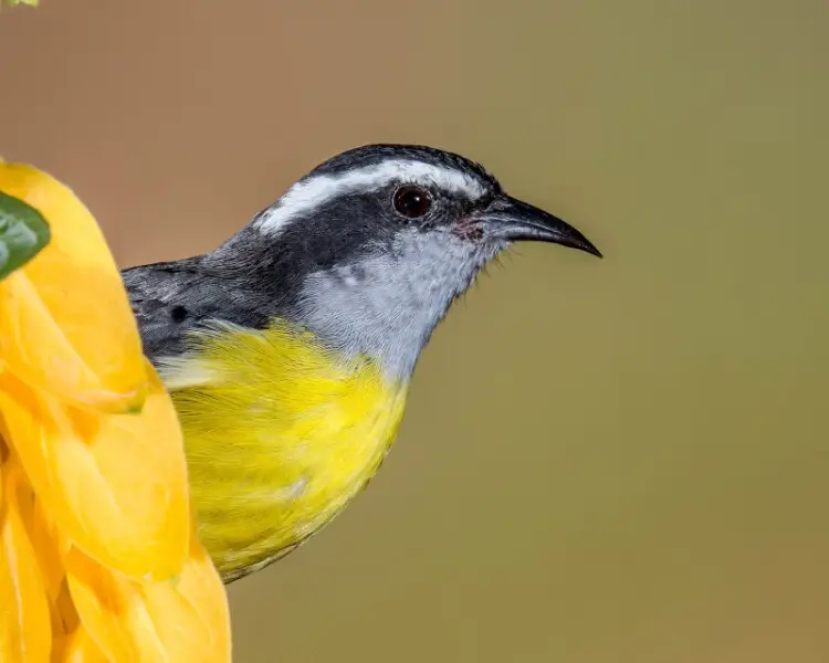 This bananaquit came to investigate the hummingbird feeder when I was taking photos - an opportunity to get a very close close-up.  Taken in Tandayapa Bird Lodge, Ecuador.