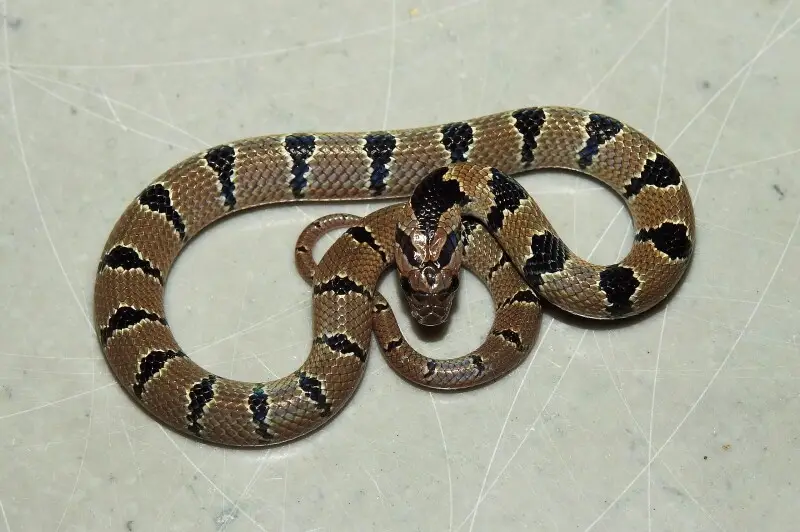 Banded Kukri Snake Oligodon arnensis also called Common Kukri Snake. Seen at BNHS Nature Reserve, Goregaon East, Mumbai, Maharashtra.