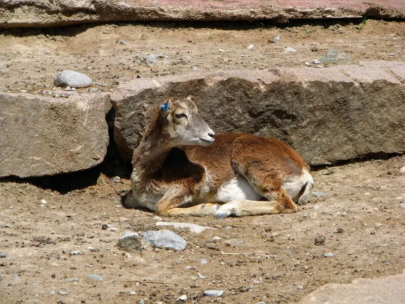 Barbary Sheep (Aoudad)