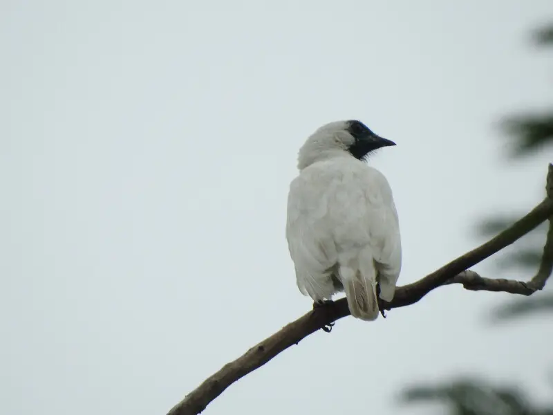 Bare-throated Bellbird, male, Sales?polis, S?o Paulo, Brazil