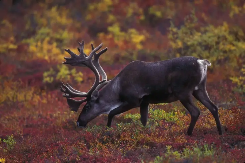 Image title: Barren ground caribou grazing with autumn foliage in background
Image from Public domain images website, http://www.public-domain-image.com/full-image/fauna-animals-public-domain-images-pictures/deers-public-domain-images-pictures/caribou-and